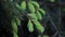 Close-up on a green young spruce branch