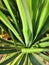 Close up of green Yucca - abstract background