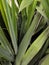 Close up of green Yucca - abstract background