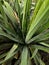 Close up of green Yucca - abstract background