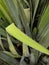 Close up of green Yucca - abstract background