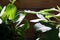 Close up of green zamioculcas  zamia plant  minimalistic style