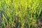 Close - up of greenfield and rice seedlings