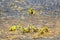 Close up gregarious desert locust nymphs on a tar road