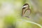 Close up of Greta oto, the glasswinged butterfly