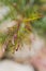 Close-up of grevillea red hooks leaves, a native Australian plant