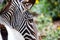 Close-up of Grevy\'s Zebra