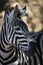 Close-up of Grevy zebra in dappled sunshine
