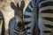 Close-up of Grevy zebra foal in shadows