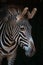 Close-up of Grevy zebra head in darkness