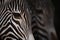 Close-up of Grevy zebra heads from side