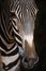 Close-up of Grevy zebra nose in blackness