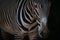 Close-up of Grevy zebra standing in darkness