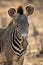 Close-up of Grevy zebra staring at camera