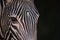 Close-up of Grevy zebra staring at camera