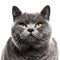 Close-up on a Grey british shorthair cat, isolated