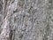 Close up of grey century-old pine tree bark . Layered cracked tree bark.