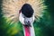 Close-up of a grey crown crane on a natural background