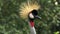 Close up of a grey crowned crane facing the camera at bali bird park