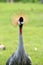 Close up of Grey crowned crane at head shot