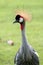 Close up of Grey crowned crane at head shot, Balearica pavonina