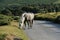 Close Up Grey Dartmoor Pony