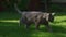 Close up of a grey domestic cat walking on a green grass lawn in backyard on a sunset