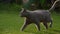 Close up of a grey domestic purebred cat walking on the green grass lawn in the garden in sunset