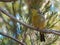 Close up of a grey headed honeyeater singing