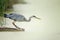 Close-up of a grey heron fishing in the pond