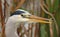 Close-up of grey heron hunting with open beak