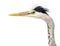 Close-up of a Grey Heron\'s profile, Ardea Cinerea, 5 years old,