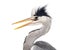 Close-up of a Grey Heron\'s profile, beak opened