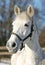 Close-up of a grey horse in paddock