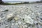Close-up of grey pebbles,strewn across Dollar Cove,Gunwalloe, Helston,South Cornwall,England,UK