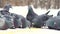 Close-up of grey pigeons in the snow eating grain in the winter park near walking people. Birds of the city.