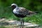 A close up of a grey plover Pluvialis squatarola, known as the black-bellied plover in north america, on green background