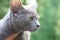 Close up of a grey Russian blue cat.