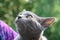 Close up of a grey Russian blue cat.