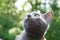 Close up of a grey Russian blue cat.