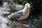 Close-up Grey Seagull