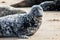 Close up of grey seal on beach at Horsey Gap in Norfolk,