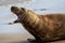 Close up of Grey Seal with teeth bared on the beach at Horsey Gap in Norfolk,