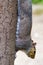 Close-up of a Grey Squirrel climbing down a vertical tree trunk