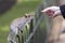 Close up of a grey squirrel eating from a persons hand