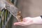 Close up of a grey squirrel eating from a persons hand