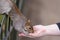 Close up of a grey squirrel eating from a persons hand