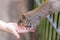 Close up of a grey squirrel eating from a persons hand