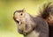 Close up of a grey squirrel yawning