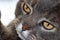 close-up from  grey tabby cat`s face